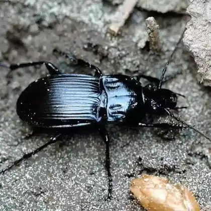 Foto von Großer Breitkäfer (Abax parallelepipedus)