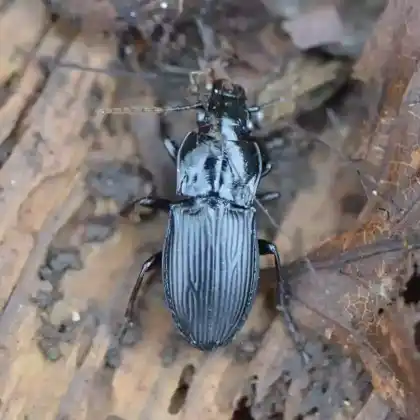 Foto von  (Abax parallelus)