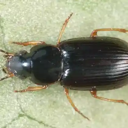 Foto von  (Acupalpus brunnipes)