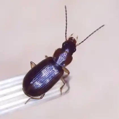 Foto von  (Acupalpus dubius)