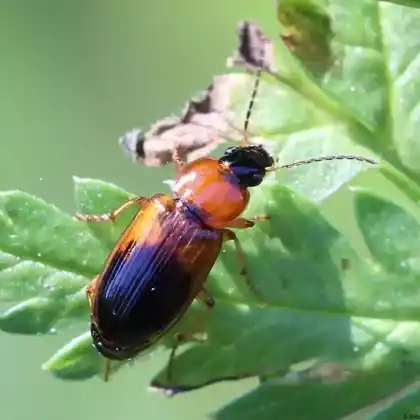 Foto von  (Acupalpus elegans)
