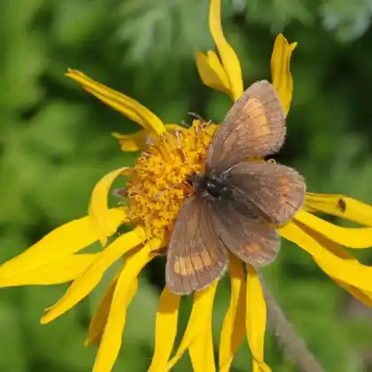 Foto von Unpunktierter Mohrenfalter (Erebia pharte)