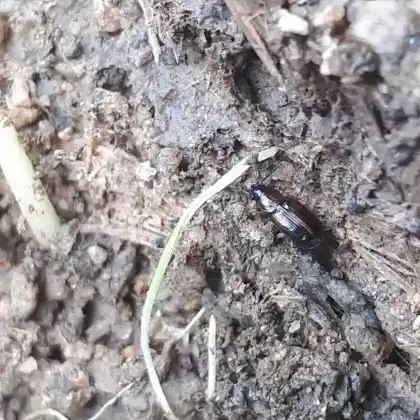 Foto von  (Acupalpus flavicollis)