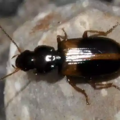Foto von  (Acupalpus meridianus)
