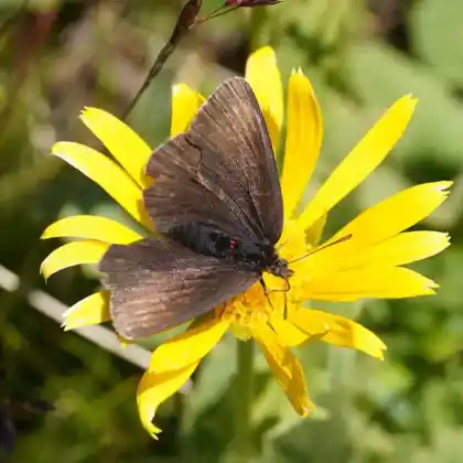 Foto von Eis-Mohrenfalter (Erebia pluto)