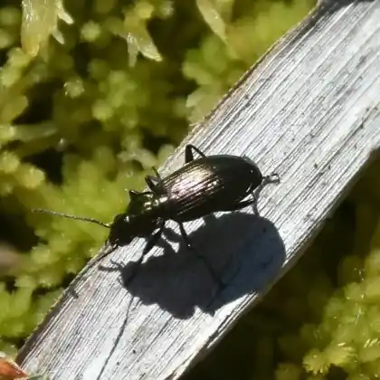 Foto von  (Agonum ericeti)