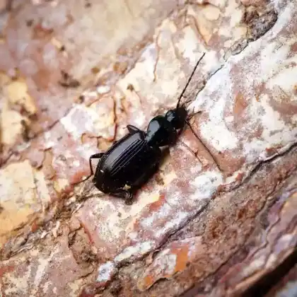 Foto von Kleiner Flachläufer (Agonum fuliginosum)