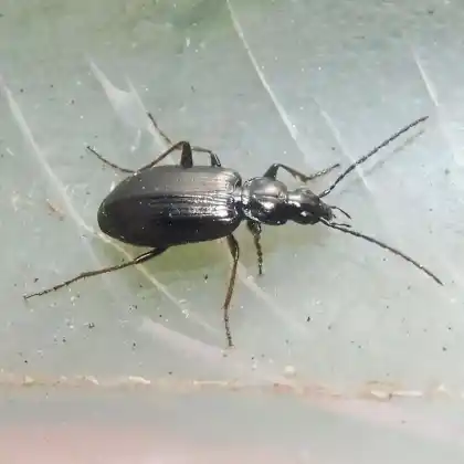 Foto von  (Agonum gracile)