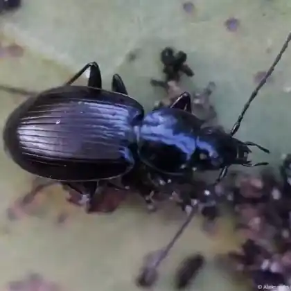 Foto von  (Agonum lugens)