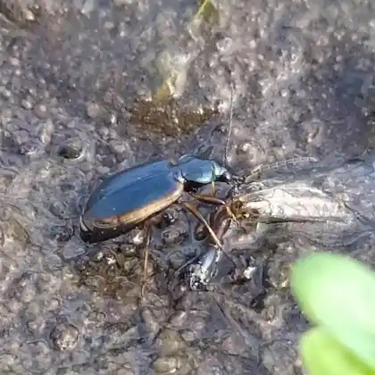 Foto von  (Agonum marginatum)