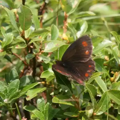 Foto von Felsband-Mohrenfalter (Erebia pronoe)