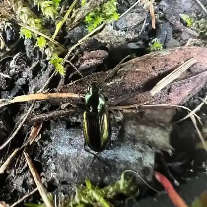 Foto von Acker-Glanzflachläufer (Agonum muelleri)