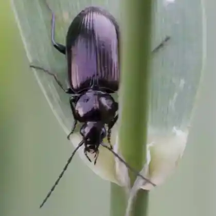 Foto von  (Agonum scitulum)