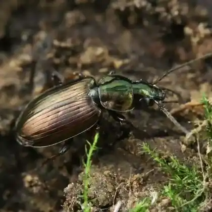 Foto von Sechspunktiger Putzkäfer (Agonum sexpunctatum)