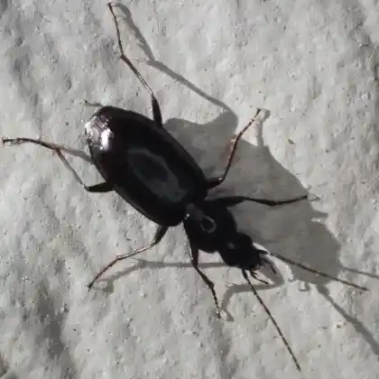 Foto von  (Agonum thoreyi)