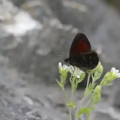 Foto von Freyers Alpen-Mohrenfalter (Erebia styx)