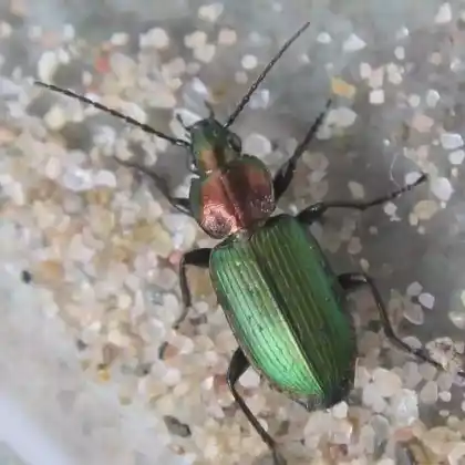 Foto von  (Agonum viridicupreum)