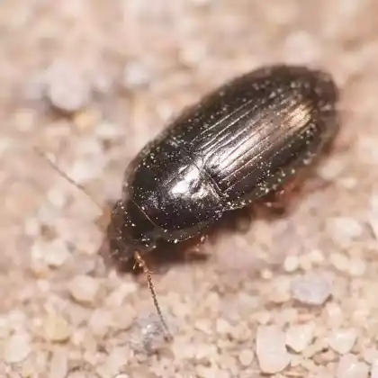 Foto von  (Amara anthobia)