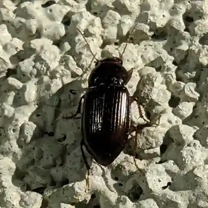 Foto von Dunkler Kanalkäfer (Amara apricaria)
