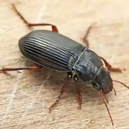 Foto von  (Amara aulica)