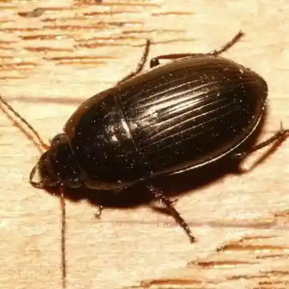Foto von  (Amara communis)