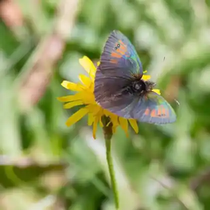 Foto von Schillernder Mohrenfalter (Erebia tyndarus)
