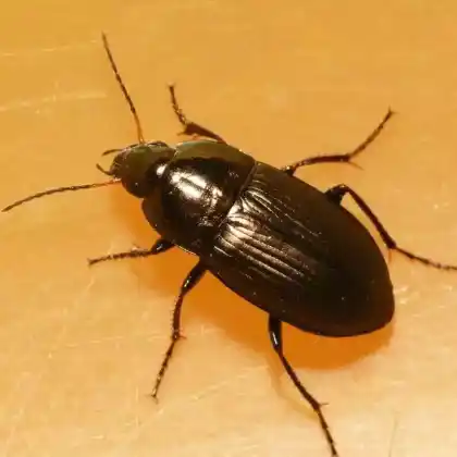 Foto von  (Amara convexior)