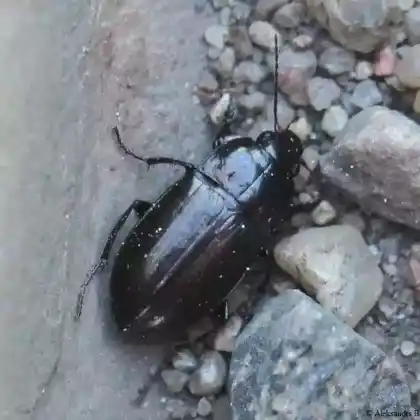 Foto von  (Amara erratica)