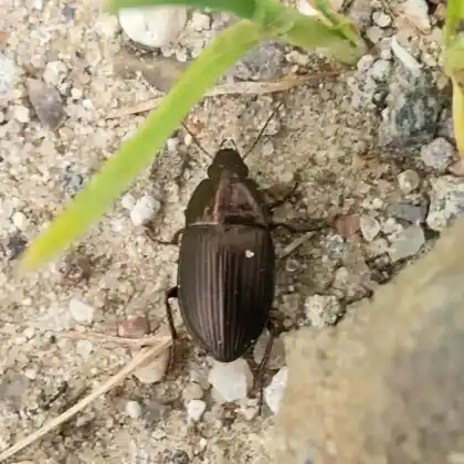 Foto von  (Amara eurynota)