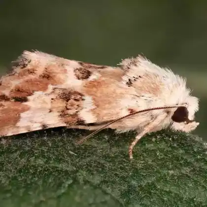 Foto von Quecken-Trockenflur-Graseule (Eremobia ochroleuca)