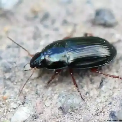 Foto von Gelbbeiniger Kanalkäfer (Amara familiaris)