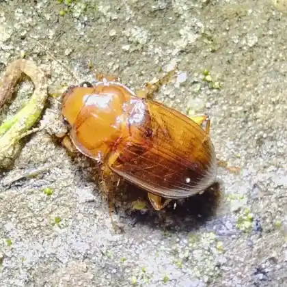 Foto von  (Amara fulva)