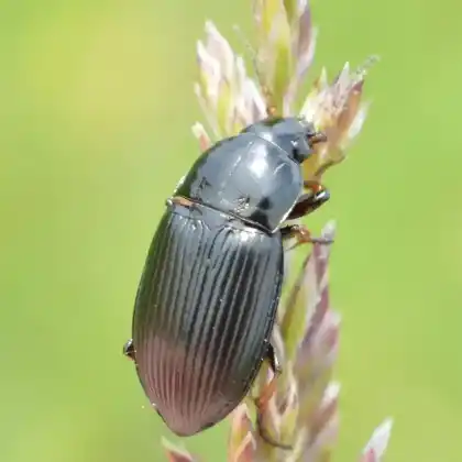 Foto von  (Amara fulvipes)
