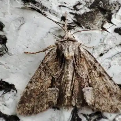 Foto von Helle Pfeifengras-Grasbüscheleule (Eremobina pabulatricula)