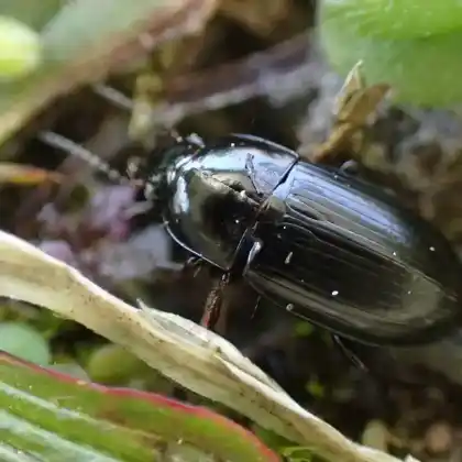 Foto von  (Amara lunicollis)