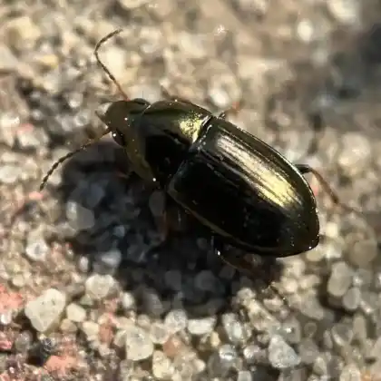 Foto von Gemeiner Kanalkäfer (Amara plebeja)