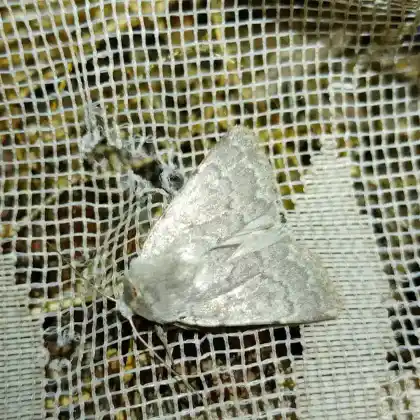 Foto von Reingraue Staubeule (Eremodrina gilva)