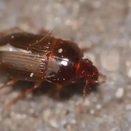 Foto von  (Amara praetermissa)