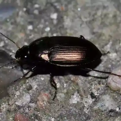 Foto von Gewöhnlicher Kanalkäfer (Amara similata)