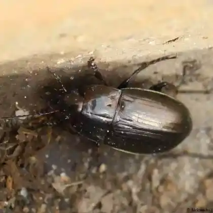 Foto von  (Amara spreta)