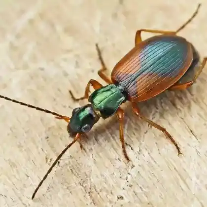 Foto von Buntfarbener Putzläufer (Anchomenus dorsalis)