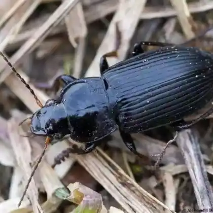 Foto von Schwarzer Schmuckläufer (Anisodactylus binotatus)