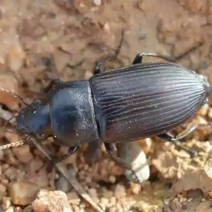Foto von  (Anisodactylus signatus)