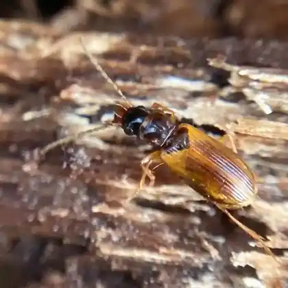 Foto von  (Anthracus consputus)