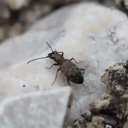 Foto von  (Asaphidion caraboides)