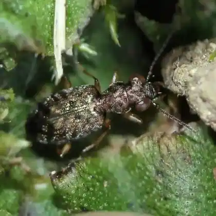 Foto von  (Asaphidion curtum)