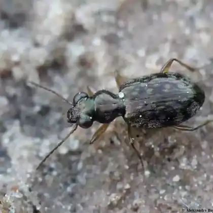 Foto von Punktierter Nebelfleckenläufer (Asaphidion flavipes)