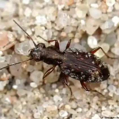 Foto von  (Asaphidion pallipes)