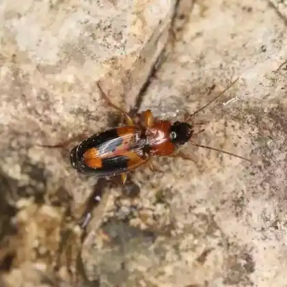 Foto von Zweifarbiger Wanderkäfer (Badister bullatus)