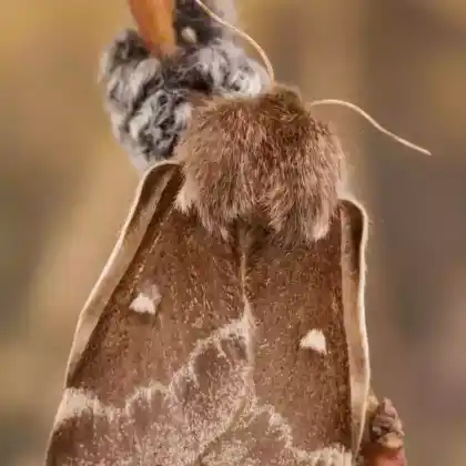 Foto von Frühlings-Wollafter (Eriogaster lanestris)